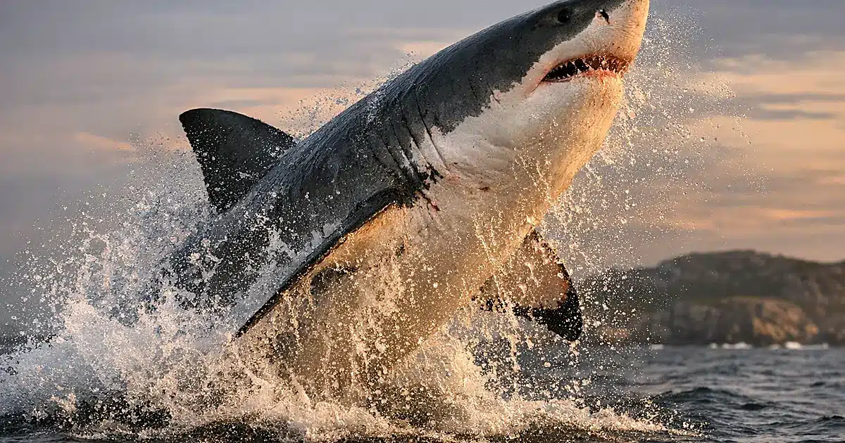 Great white shark breaching ocean surface with water spray near Canadian coastline at golden hour